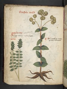 Lisää MS 41623 f.37v 