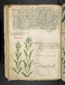 Lisää MS 41623 f.39v 