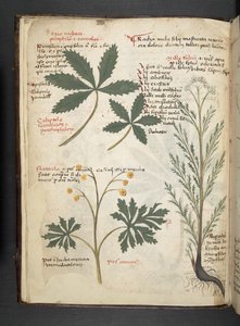 Lisää MS 41623 f.3v A yrtti, Belluno (muste ja väri vellum) tekijältä Italian School