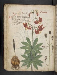 Lisää MS 41623 f.66v 
