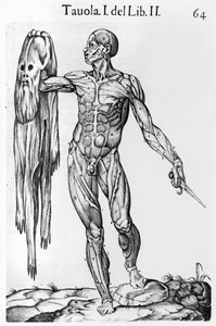 Anatominen tutkimus, levy 64, kuva Anatomia del corpo humanosta, kirjoittanut Juan de Valverde (n. 1525-n. 1587) Rooma, 1560 tekijältä Italian School