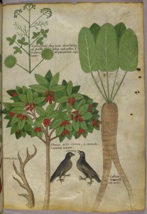 Kasvitieteellinen kuva kasveista ja linnuista, n. 1440 (muste ja väri paperille tekijältä Italian School