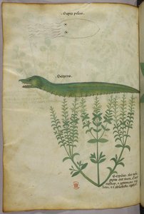 Kasvitieteellinen ja eläinkuvitus kasvista, kalmarista ja käärmeestä, noin 1440 (tussi ja väri pergamentille). tekijältä Italian School