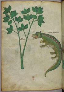 Kasvitieteellinen ja eläinkuvitus kasvista ja krokotiilista, noin 1440 (tussi ja väri pergamentille). tekijältä Italian School