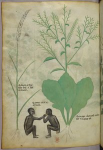 Kasvitieteellinen ja eläinkuvitus kasvista ja kahdesta apinasta, noin 1440 (tussi ja väri pergamentille). tekijältä Italian School