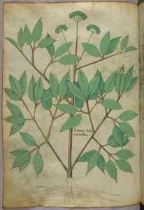 Kasvitieteellinen kuvitus, noin 1440 (tussi ja väri pergamentille). tekijältä Italian School