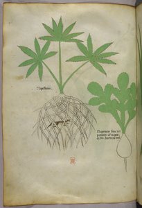 Kasvitieteellinen kuvitus, noin 1440 (tussi ja väri pergamentille). tekijältä Italian School