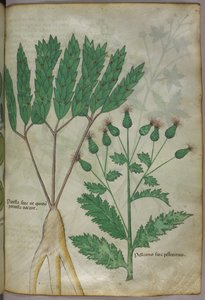 Kasvitieteellinen kuvitus, noin 1440 (tussi ja väri pergamentille). tekijältä Italian School
