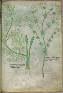 Kasvitieteellinen kuvitus, noin 1440 (tussi ja väri pergamentille). tekijältä Italian School