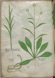 Kasvitieteellinen kuvitus, noin 1440 (tussi ja väri pergamentille). tekijältä Italian School