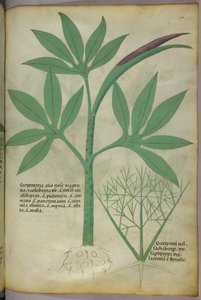 Kasvitieteellinen kuvitus, noin 1440 (tussi ja väri pergamentille). tekijältä Italian School