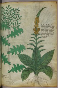 Kasvitieteellinen kuvitus, noin 1440 (tussi ja väri pergamentille). tekijältä Italian School
