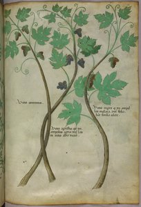 Kasvitieteellinen kuvitus, noin 1440 (tussi ja väri pergamentille). tekijältä Italian School
