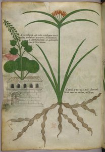 Kasvitieteellinen kuvitus, noin 1440 (tussi ja väri pergamentille). tekijältä Italian School