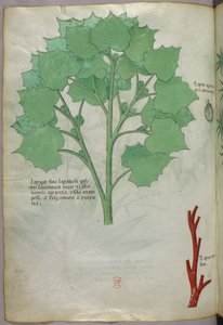 Kasvitieteellinen kuvitus, noin 1440 (tussi ja väri pergamentille). tekijältä Italian School