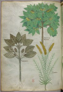 Kasvitieteellinen kuvitus, noin 1440 (tussi ja väri pergamentille). tekijältä Italian School