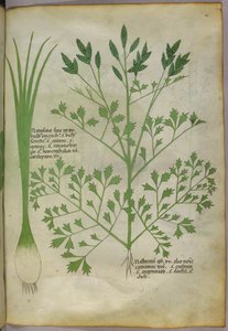 Kasvitieteellinen kuvitus, noin 1440 (tussi ja väri pergamentille). tekijältä Italian School