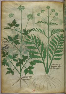 Kasvitieteellinen kuvitus, noin 1440 (tussi ja väri pergamentille). tekijältä Italian School