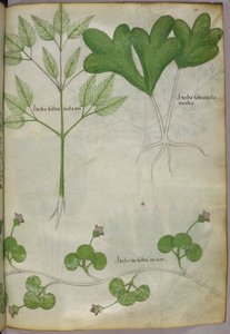 Kasvitieteellinen kuvitus, noin 1440 (tussi ja väri pergamentille). tekijältä Italian School