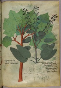 Kasvitieteellinen kuvitus, noin 1440 (tussi ja väri pergamentille). tekijältä Italian School