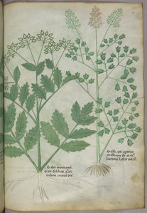 Kasvitieteellinen kuvitus, noin 1440 (tussi ja väri pergamentille). tekijältä Italian School