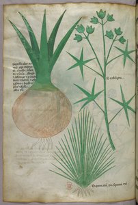 Kasvitieteellinen kuvitus, noin 1440 (tussi ja väri pergamentille). tekijältä Italian School