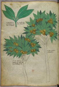 Kasvitieteellinen kuvitus, noin 1440 (tussi ja väri pergamentille). tekijältä Italian School