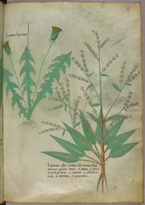 Kasvitieteellinen kuvitus, noin 1440 (tussi ja väri pergamentille). tekijältä Italian School