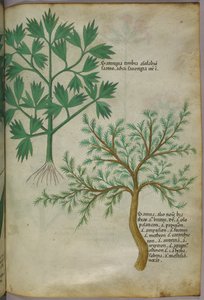 Kasvitieteellinen kuvitus, noin 1440 (tussi ja väri pergamentille). tekijältä Italian School