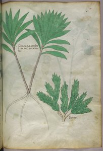 Kasvitieteellinen kuvitus, noin 1440 (tussi ja väri pergamentille). tekijältä Italian School