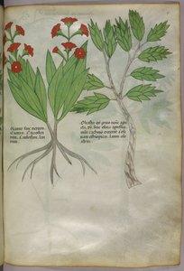 Kasvitieteellinen kuvitus, noin 1440 (tussi ja väri pergamentille). tekijältä Italian School