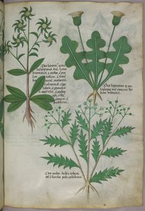 Kasvitieteellinen kuvitus, noin 1440 (tussi ja väri pergamentille). tekijältä Italian School