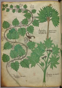 Kasvitieteellinen kuvitus, noin 1440 (tussi ja väri pergamentille). tekijältä Italian School