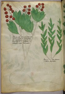 Kasvitieteellinen kuvitus, noin 1440 (tussi ja väri pergamentille). tekijältä Italian School