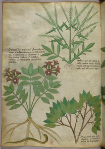 Kasvitieteellinen kuvitus, noin 1440 (tussi ja väri pergamentille). tekijältä Italian School