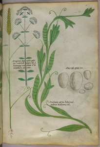 Kasvitieteellinen kuvitus, noin 1440 (tussi ja väri pergamentille). tekijältä Italian School