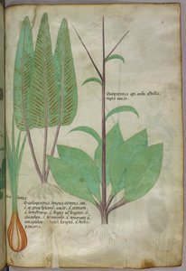 Kasvitieteellinen kuvitus, noin 1440 (tussi ja väri pergamentille). tekijältä Italian School