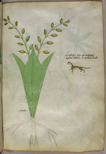 Kasvitieteellinen kuvitus, noin 1440 (tussi ja väri pergamentille). tekijältä Italian School