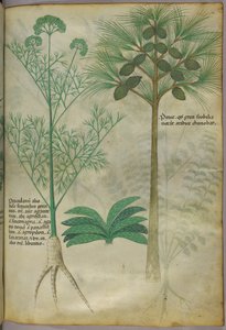 Kasvitieteellinen kuvitus, noin 1440 (tussi ja väri pergamentille). tekijältä Italian School