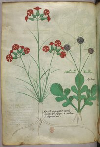 Kasvitieteellinen kuvitus, noin 1440 (tussi ja väri pergamentille). tekijältä Italian School