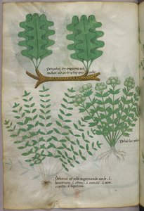 Kasvitieteellinen kuvitus, noin 1440 (tussi ja väri pergamentille). tekijältä Italian School