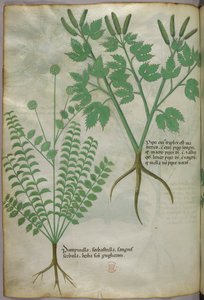 Kasvitieteellinen kuvitus, noin 1440 (tussi ja väri pergamentille). tekijältä Italian School