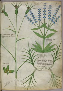 Kasvitieteellinen kuvitus, n.1440 (pergamentti), n.1440 (muste ja väri pergamentille). tekijältä Italian School