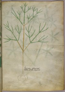Kasvitieteellinen kuvitus kasvista, noin 1440 (tussi ja väri pergamentille). tekijältä Italian School