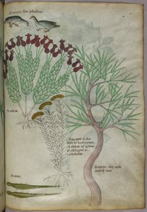 Kasvitieteellinen kuvitus kasveista lintujen ja hyönteisten kanssa, noin 1440 (tussi ja väri pergamentille). tekijältä Italian School