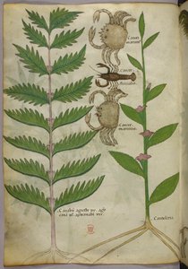 Kasvitieteellinen kuvitus ravuista ja skorpionista, noin 1440 (tussi ja väri pergamentille). tekijältä Italian School