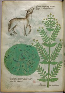 Kasvitieteellinen kuvitus kasvista ja hevosesta, noin 1440 (tussi ja väri pergamentille). tekijältä Italian School