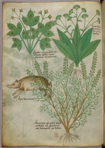 Kasvitieteellinen kuvitus kasveista ja villisika, noin 1440 (tussi ja väri pergamentille). tekijältä Italian School