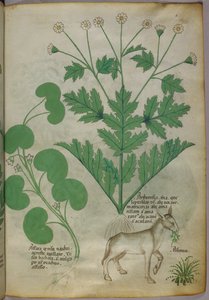 Kasvitieteellinen kuvitus kasveista ja aasista, noin 1440 (tussi ja väri pergamentille). tekijältä Italian School