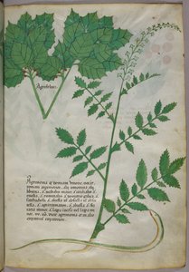 Kasvitieteellinen kuvitus kasveista ja käärmeestä, noin 1440 (tussi ja väri pergamentille). tekijältä Italian School